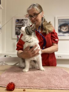 Gå in och anmäl dig till Webinarie om kattens dolda sjukdomar som går av stapeln den 12e oktober. Alla kattägare i vårt avlånga land är välkomna att lära sig livsviktiga kunskaper om din äldre katt! Vår veterinär Anna-Karin Landgren föreläser i samarbete med CatXpert & Hill´s Pet nutrition om den äldre kattens vanligaste sjukdomar som många katter lider i tysthet av. Kan du säga ja till några av dessa påståenden: Min katt hoppar inte lika högt längre, Den sover mer än den brukar, Pälsen är inte så välvårdad längre,  Den dricker mer än den brukar,  Den kissar mer än den brukar,  Den har ett ändrat ätmönster,  Ögonen på katten ser annorlunda ut,  Då tycker vi att du ska anmäla dig till CatXpert´s webinar om seniorkatten! 